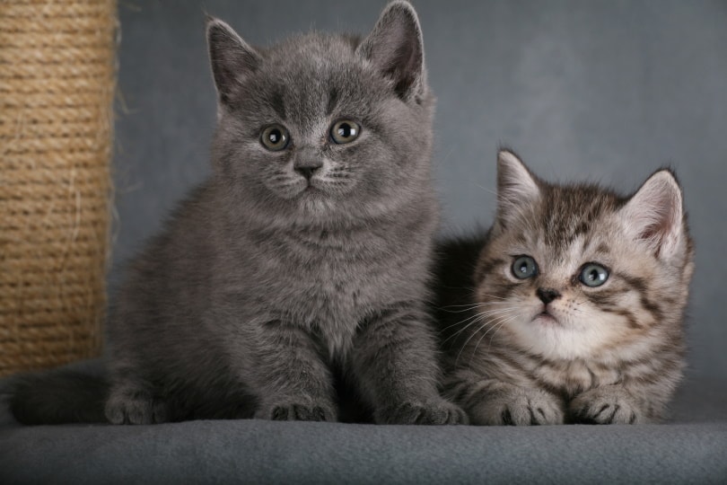 Difference Entre Chartreux Et British Shorthair Chartreux vs British Shorthair: The Key Differences (With Pictures
