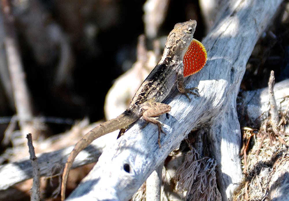 brown anole on the tree bark