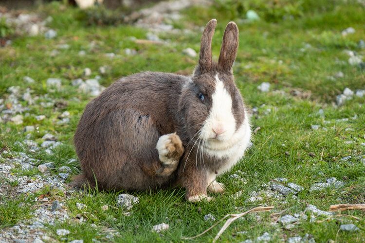 Why Does My Rabbit Dig and Scratch My Clothes? 7 Likely Reasons PangoVet