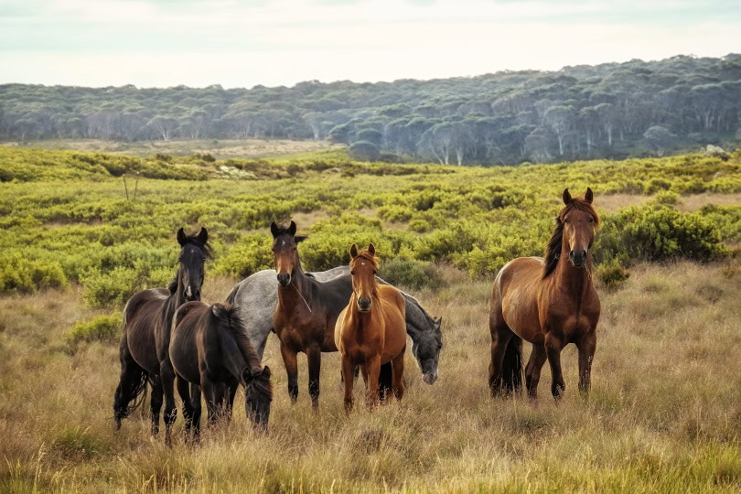 brumby horses