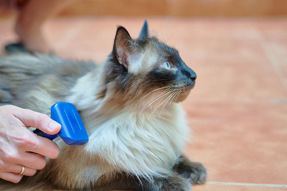 best brush for siamese cat