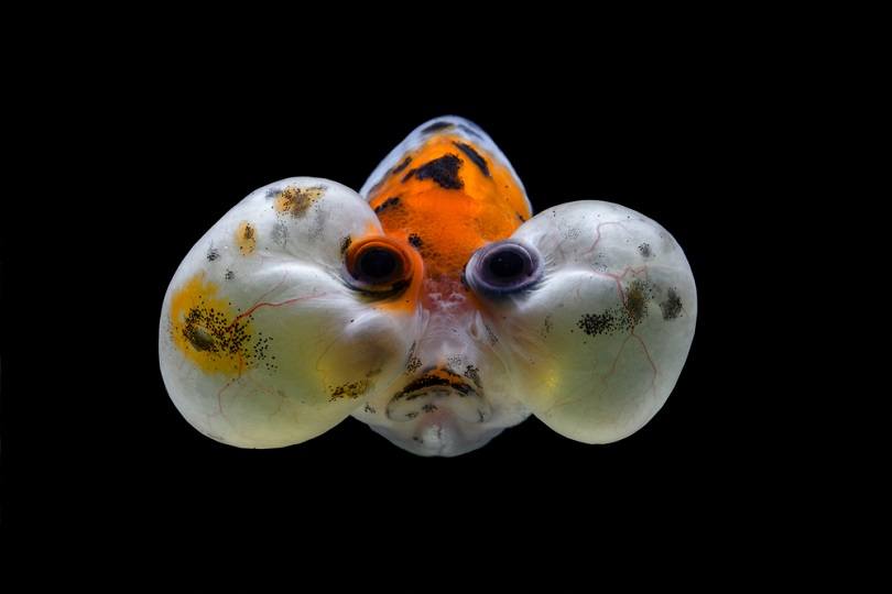 Bubble Eye Goldfish Info Care Pictures Temperament Habitat Traits PangoVet