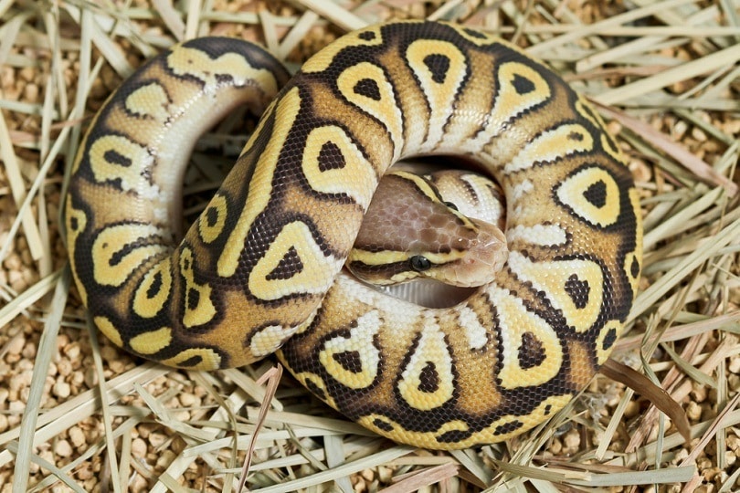 Butter Ball Python Morph: Info, History, & Care (with Pictures) | PangoVet