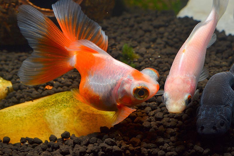 butterfly tail goldfish