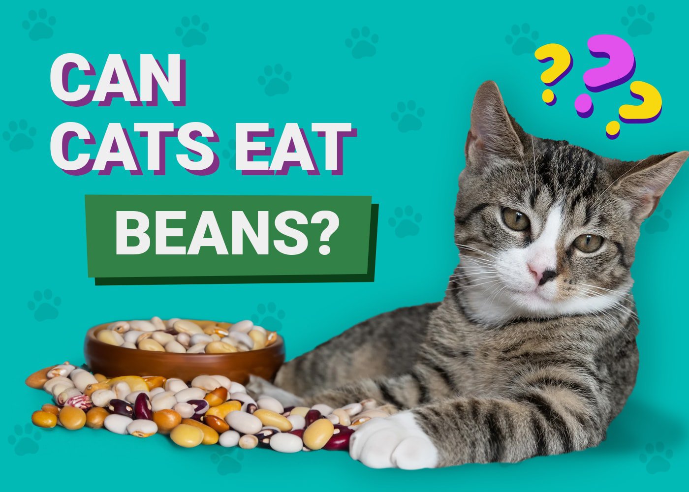 Cat eating beans hotsell