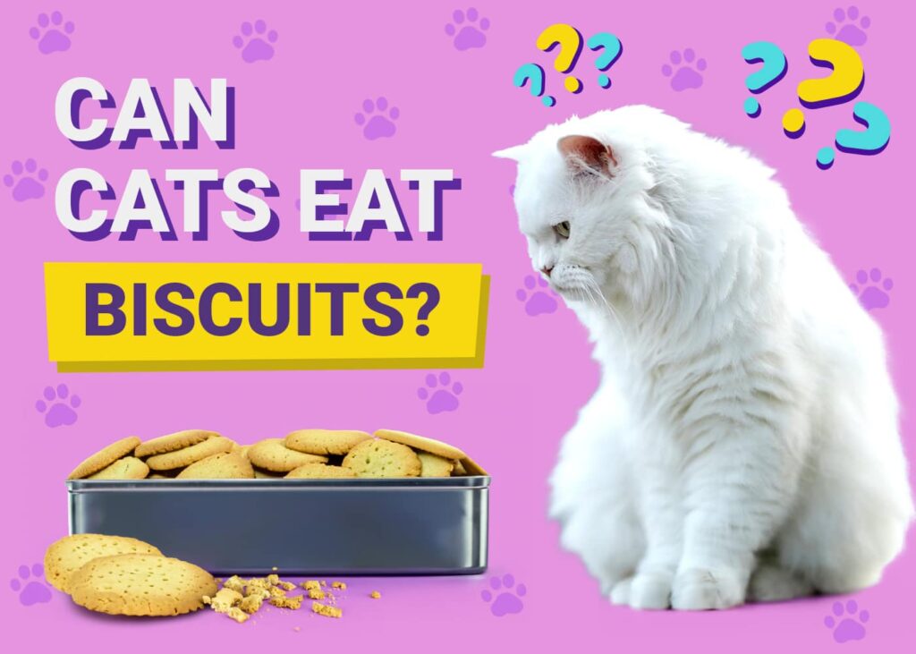 Can Cats Eat Biscuits? Uncovering the Truth Behind Cat Diets - Happy ...