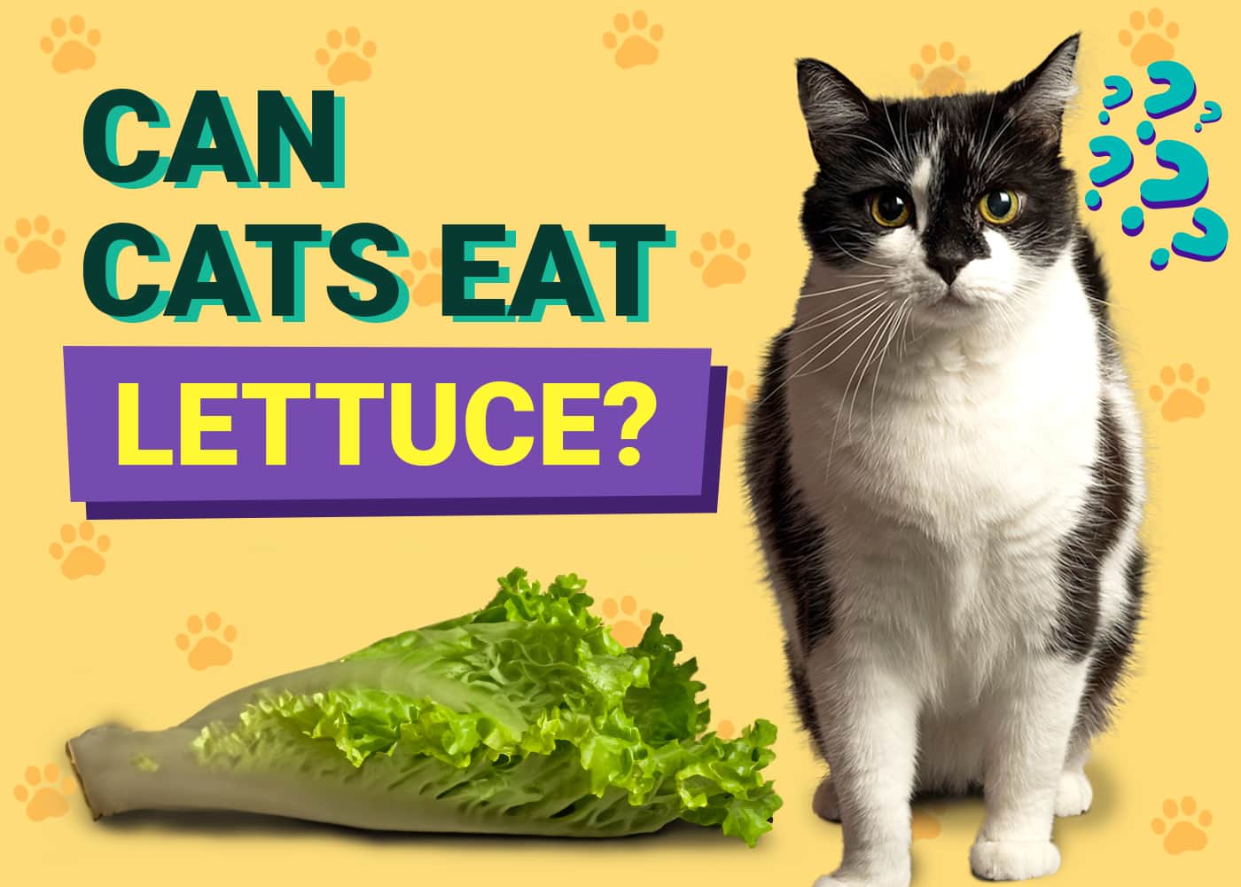 Can Cats Eat Lettuce? VetReviewed Facts & FAQ PangoVet