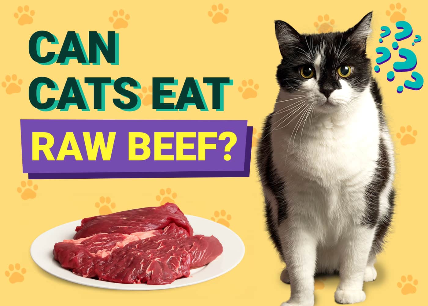 Can Cats Eat Raw Beef Vet Reviewed Facts FAQ PangoVet