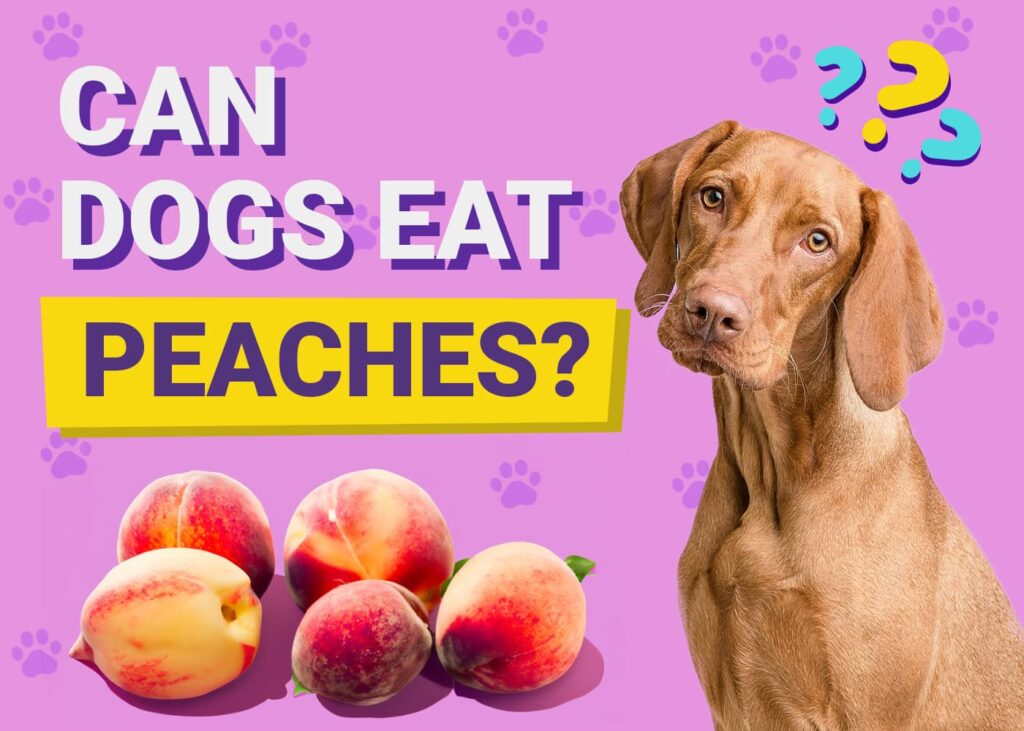 Can Dogs Eat Peaches? Vet Approved Facts & FAQ PangoVet