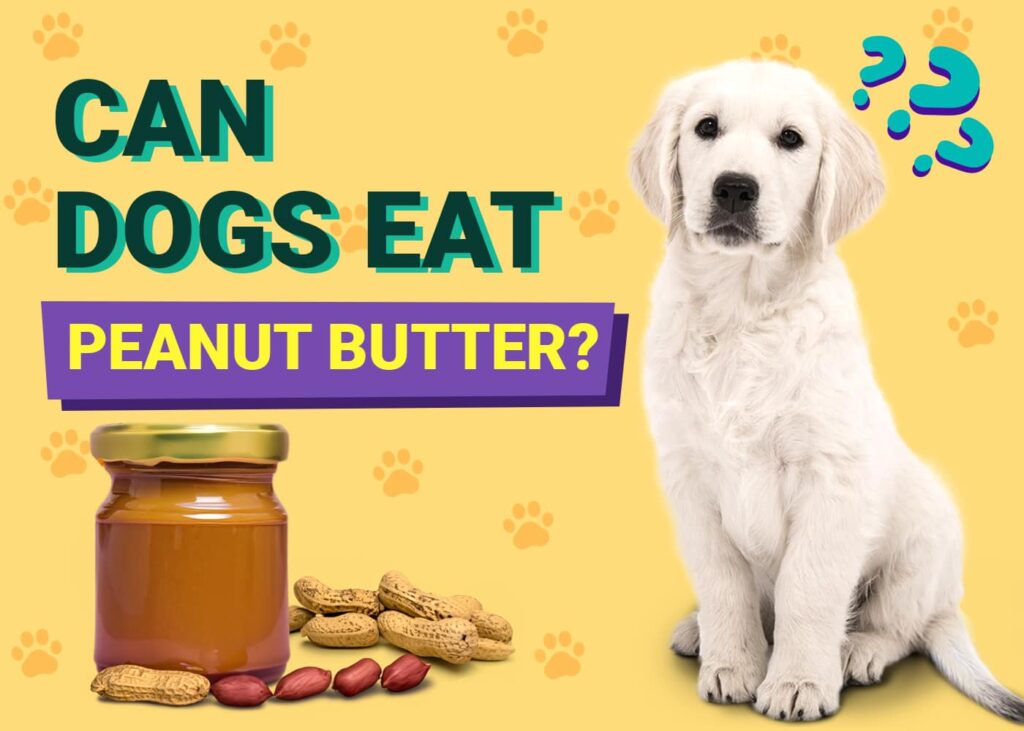 Can Dogs Eat Peanut Butter Vet Approved Facts FAQ PangoVet