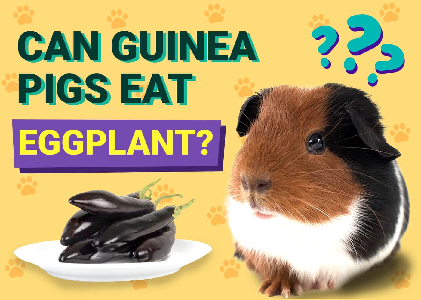 Can Guinea Pigs Eat Eggplant Nutrition Facts FAQ PangoVet