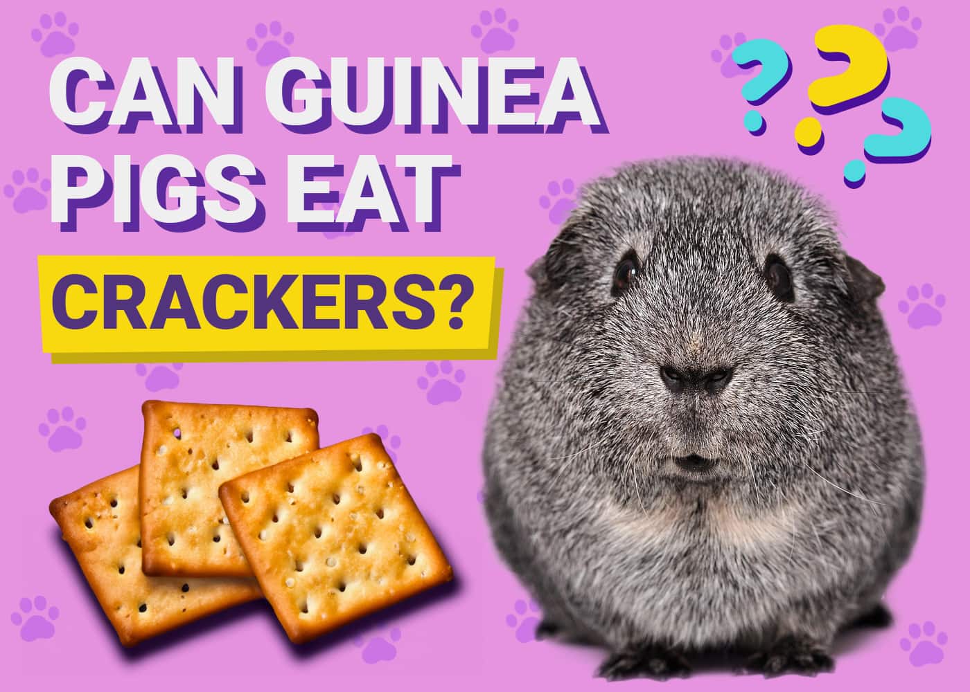 Can Guinea Pigs Eat Crackers? VetApproved Risks & FAQ PangoVet