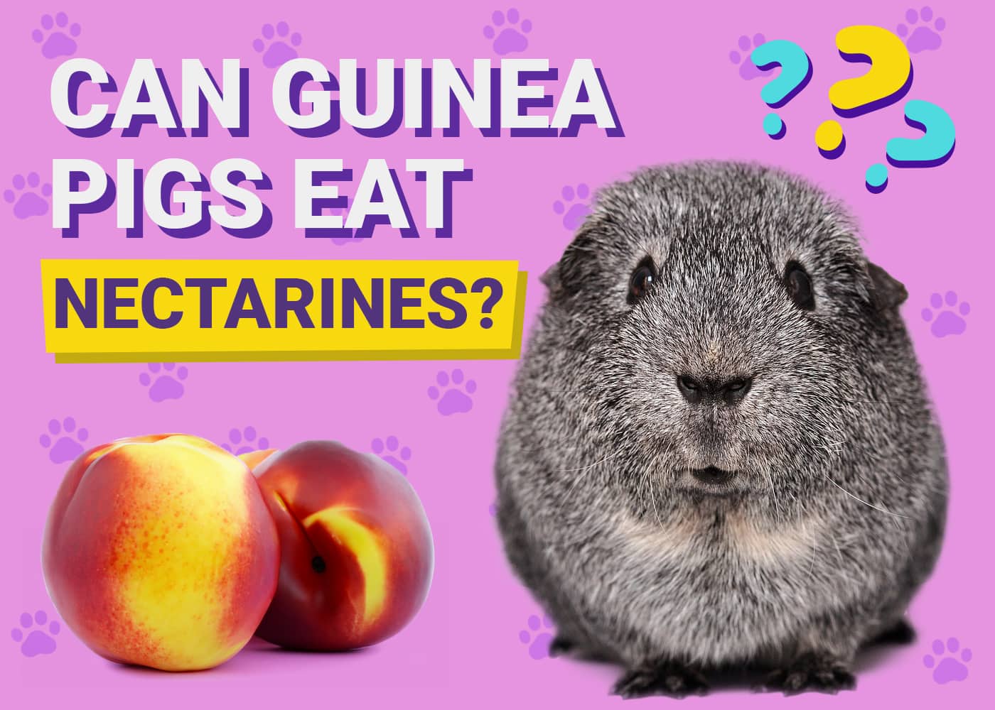 Lush Can Guinea Pigs Eat Nectarines Scene Art Lush Can Guinea Pigs Eat Nectarines Scene Art