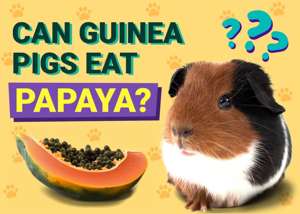 Can guinea eat strawberries best sale