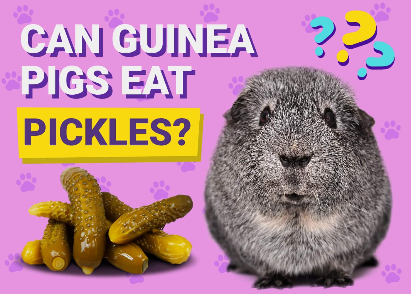 Amazing Can Guinea Pigs Eat Pickles Abstract Nature Amazing Can Guinea Pigs Eat Pickles Abstract Nature