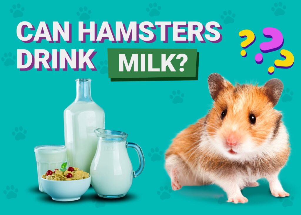 Can Hamsters Drink Milk? VetApproved Facts & Risks PangoVet