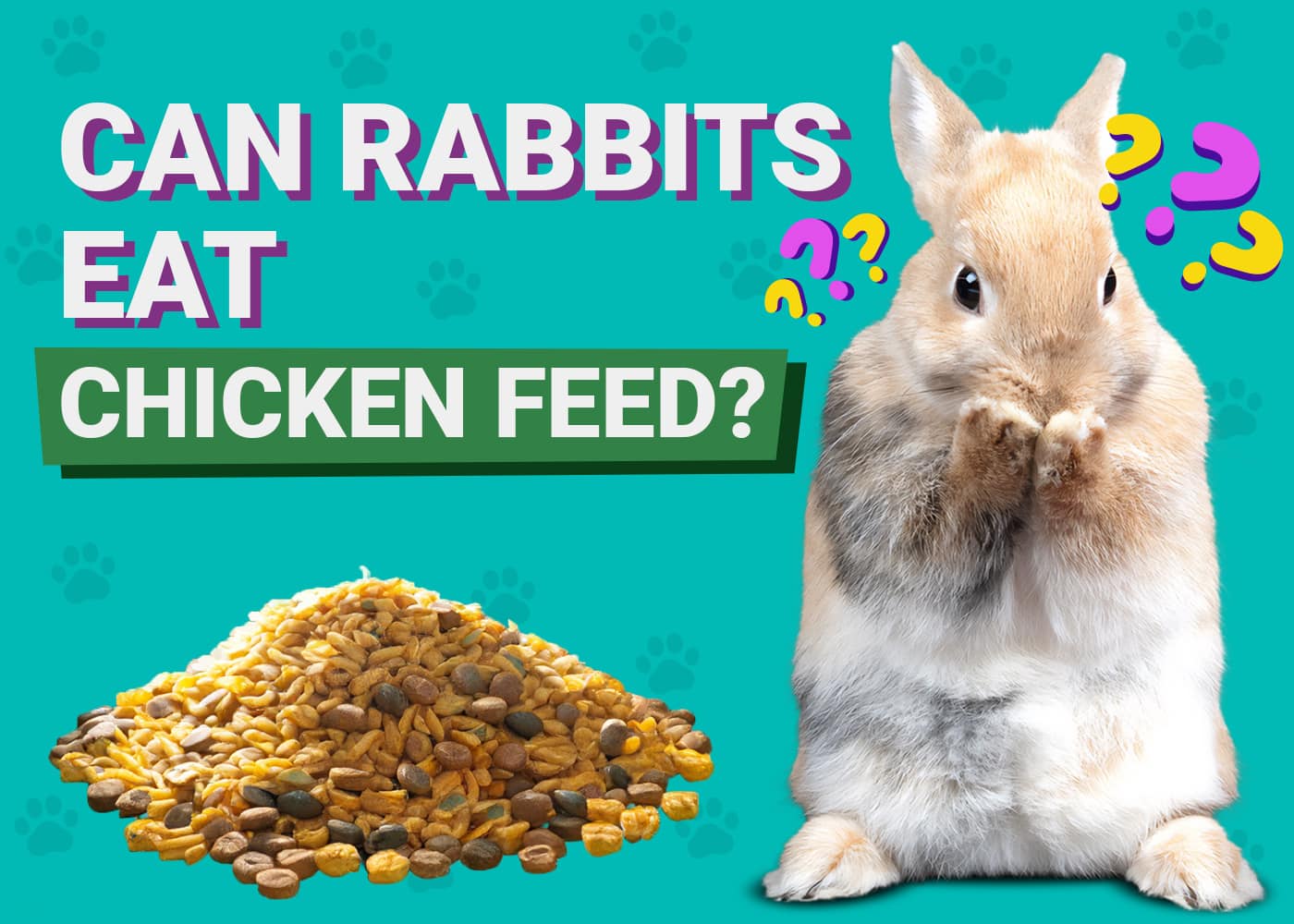 Stunning Can Rabbits Eat Cat Food Picture Concept Stunning Can Rabbits Eat Cat Food Picture Concept