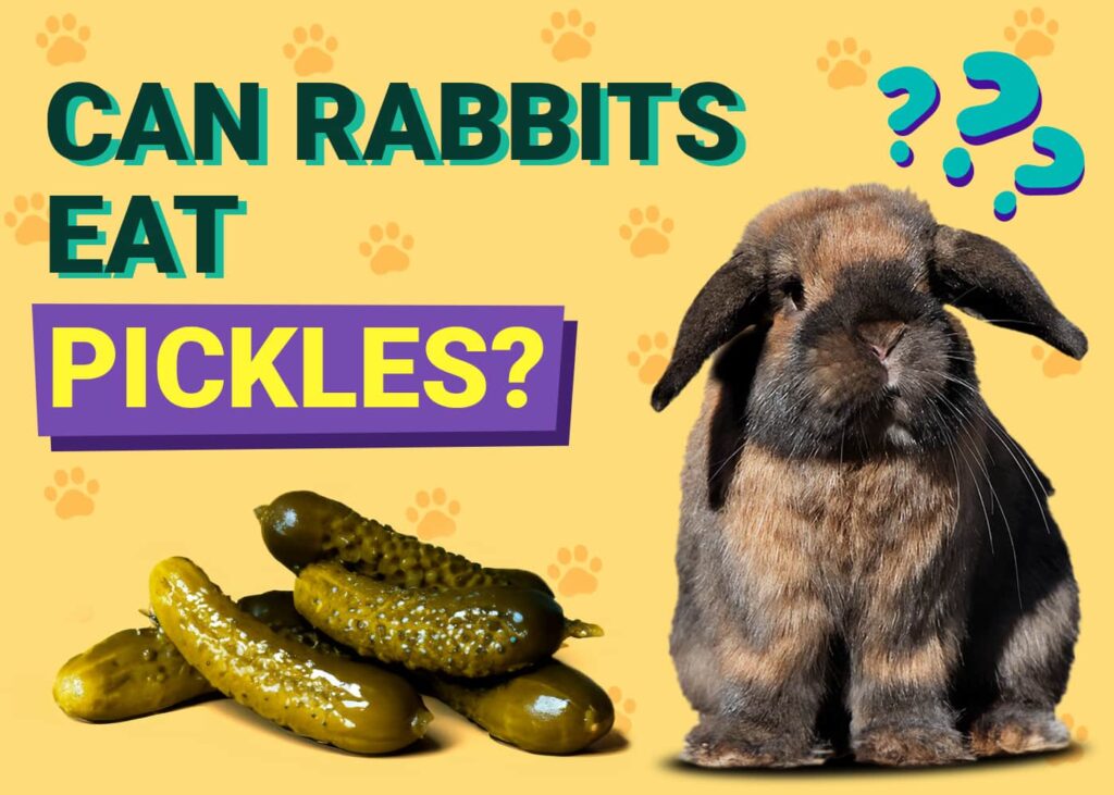 Can Rabbits Eat Pickles? Surprising Facts Unveiled