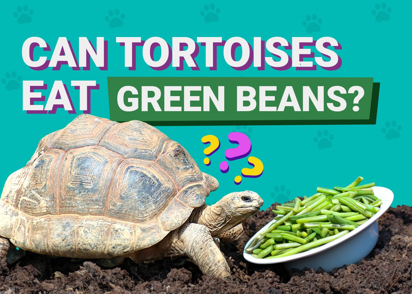 Can Tortoises Eat Green Beans? Facts & Safety Guide PangoVet