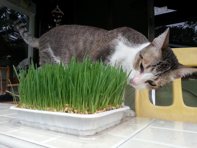 tabby cat eat young wheatgrass