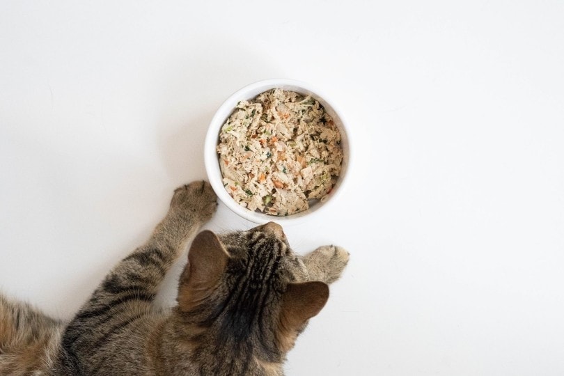 Nom Nom Cat Food Review 2024 Pros, Cons & Recalls PangoVet