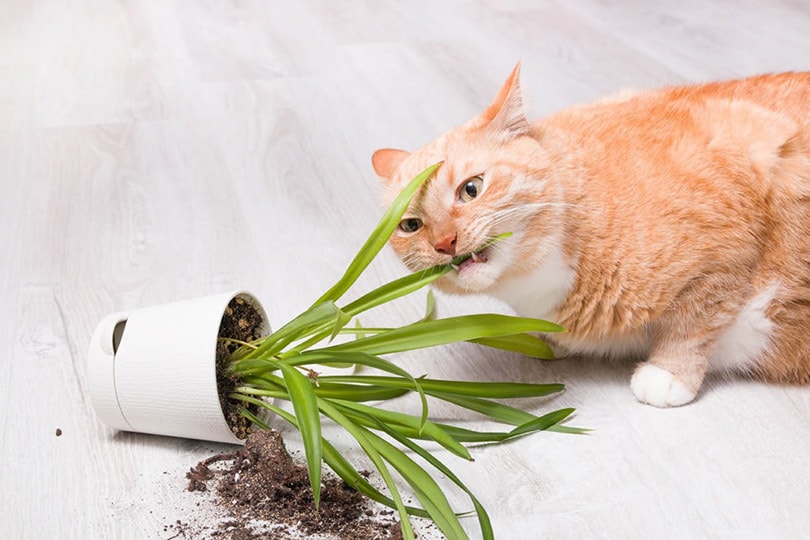 How to Keep Cats Out of Houseplants 6 Vet Approved Methods PangoVet