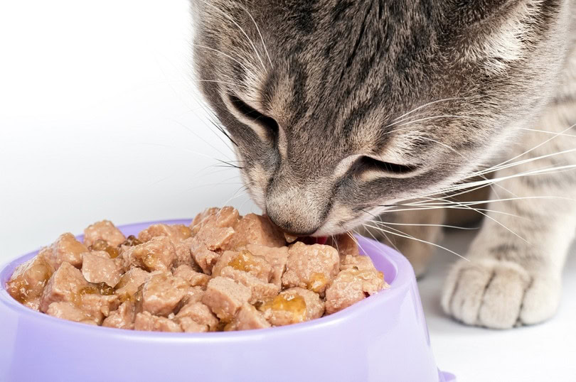 15 Largest Pet Food Manufacturers in Canada Updated in 2024 PangoVet