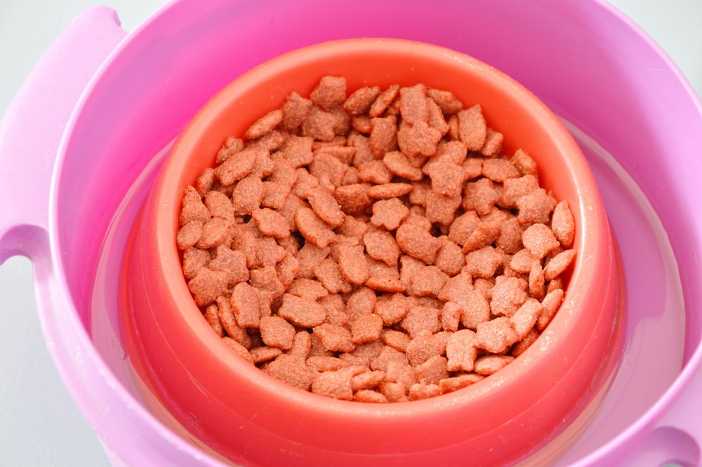 8 VetApproved DIY AntProof Cat Bowls You Can Make Today (With Pictures) PangoVet