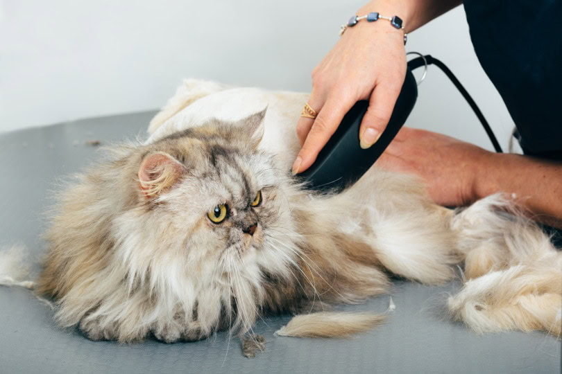 Cheap cat grooming hotsell