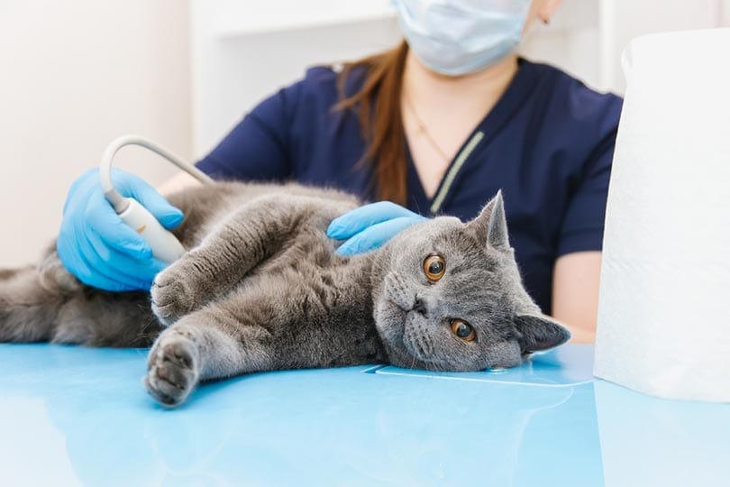 Pancreatitis in Cats: Our Vet Explains Causes, Signs, & Care | PangoVet