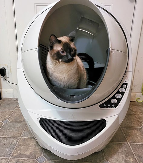 cat in a litter-robot 3 connect