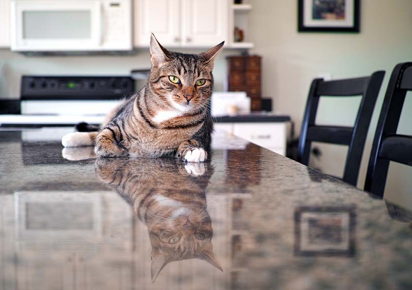 How to keep cat off kitchen table best sale