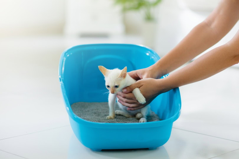 How to Retrain Your Cat to Use the Litter Box 9 Easy Steps PangoVet