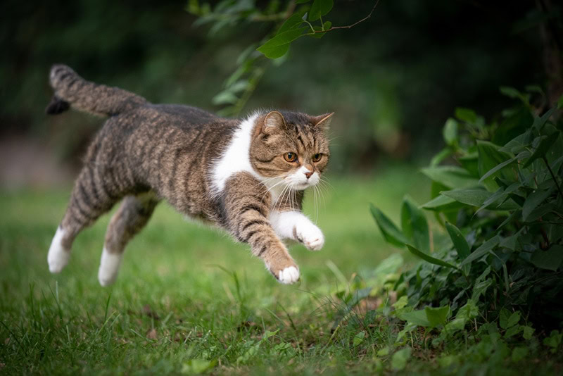 How to Keep an Outdoor Cat From Running Away 6 Vet Verified Tips PangoVet