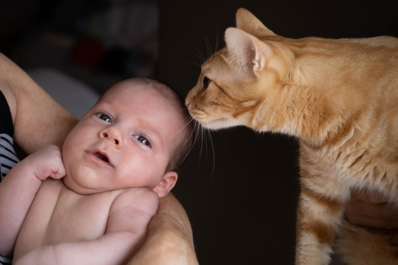 cat kissing new born baby