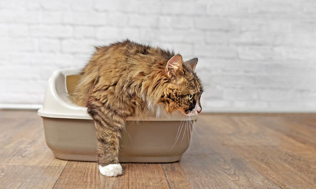 Cat Doesn't Cover Poop? 6 Vet Reaviewed Reasons & Solutions PangoVet