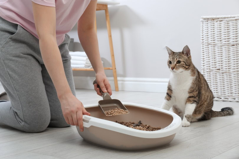 Cat will poop in litter box but not pee hotsell