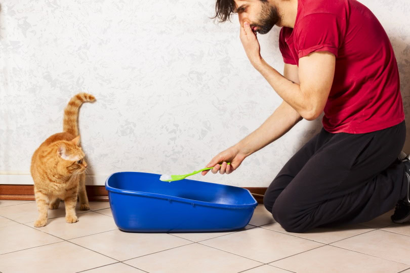 Best way to reduce cat litter smell best sale