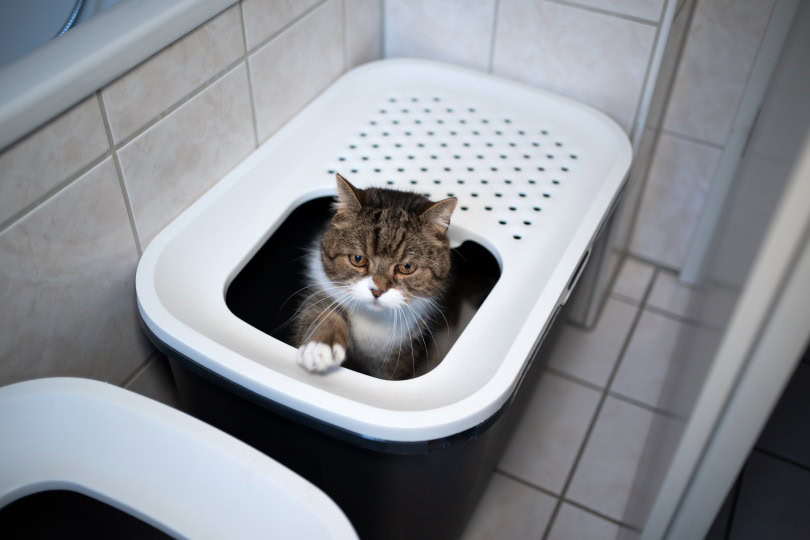 How to Retrain Your Cat to Use the Litter Box 9 Easy Steps PangoVet