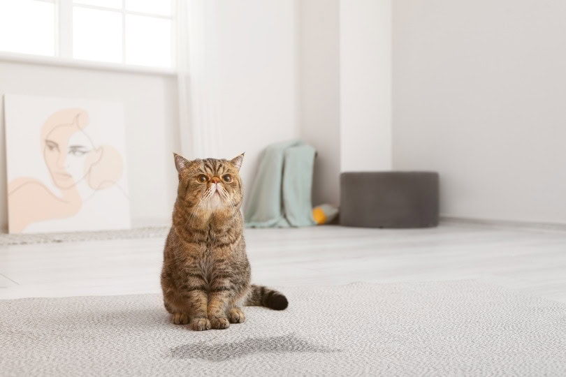 Cat keeps peeing on the floor hotsell