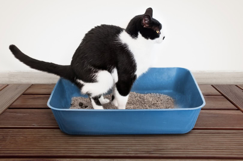 Normal Vs Concerning Cat Poop Variations Approved By A Vet With 