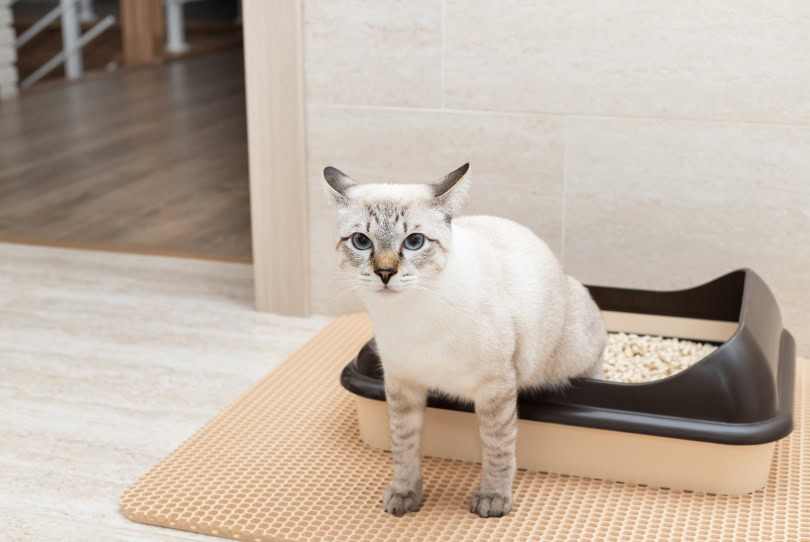 Cat pooping in litter box but not peeing hotsell