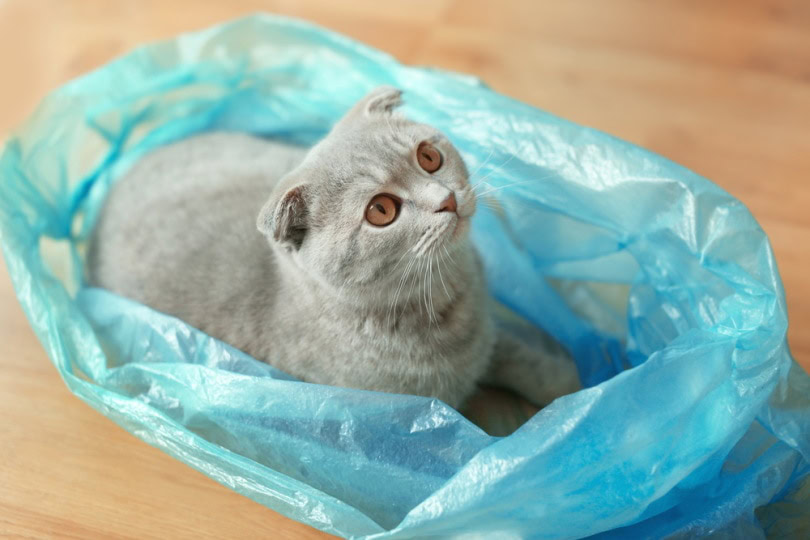 Why Does My Cat Pee on Plastic Bags? 7 VetReviewed Causes & What to Do