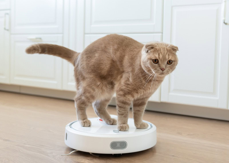 Cat with roomba hotsell