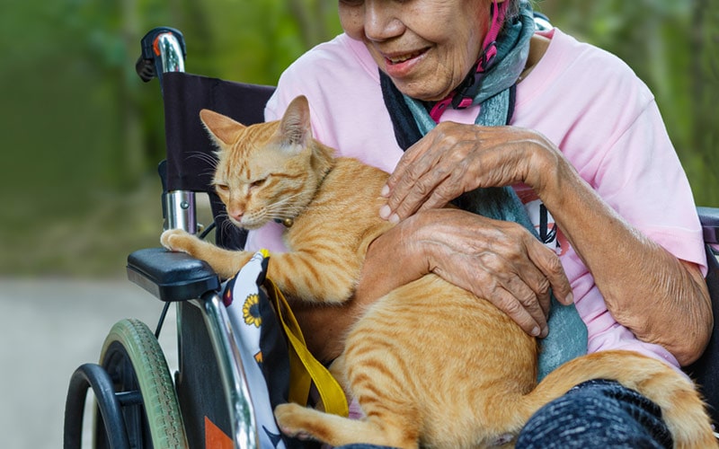 cat therapy for the elderly