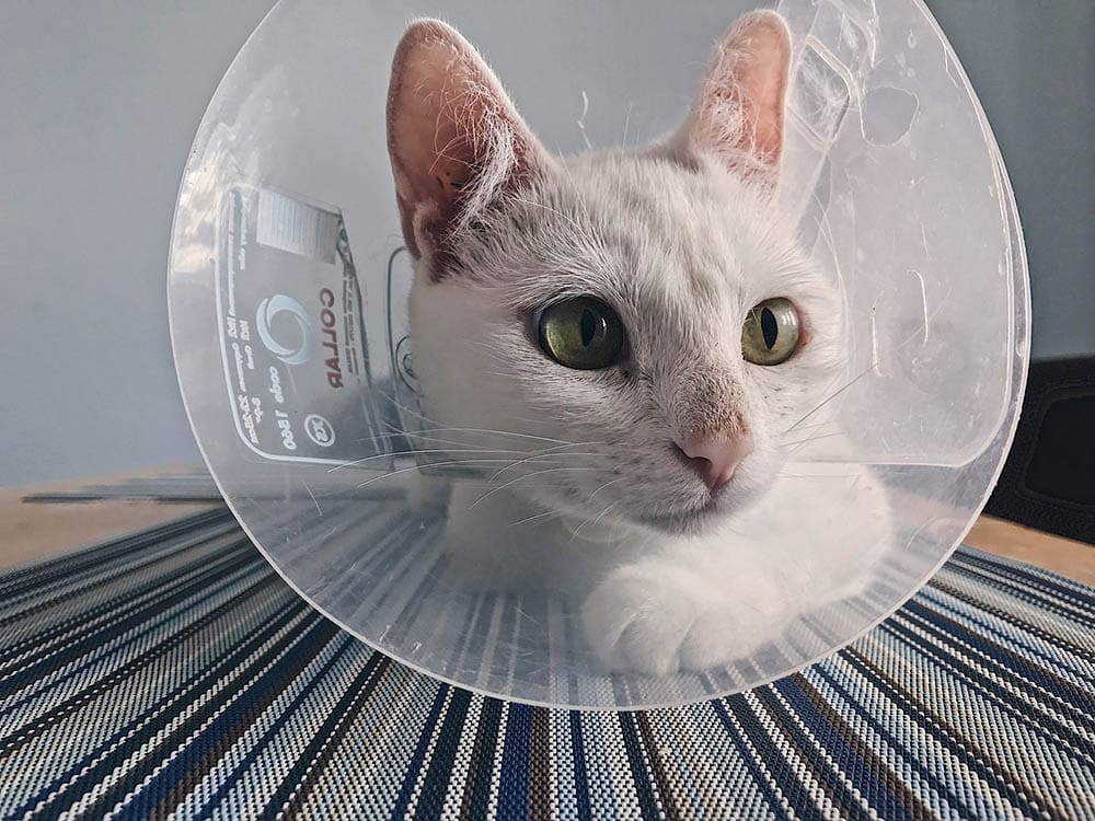 How to feed cat with cone hotsell