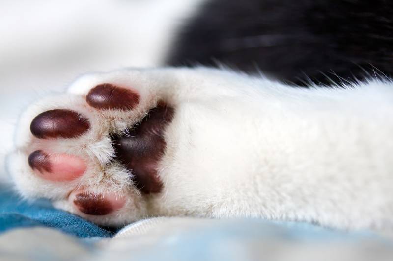 5 Common Cat Paw Problems & What to Do (Vet Answer) PangoVet