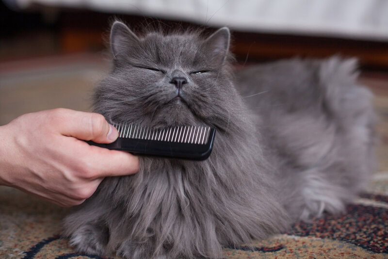 Best cat comb for long hair best sale