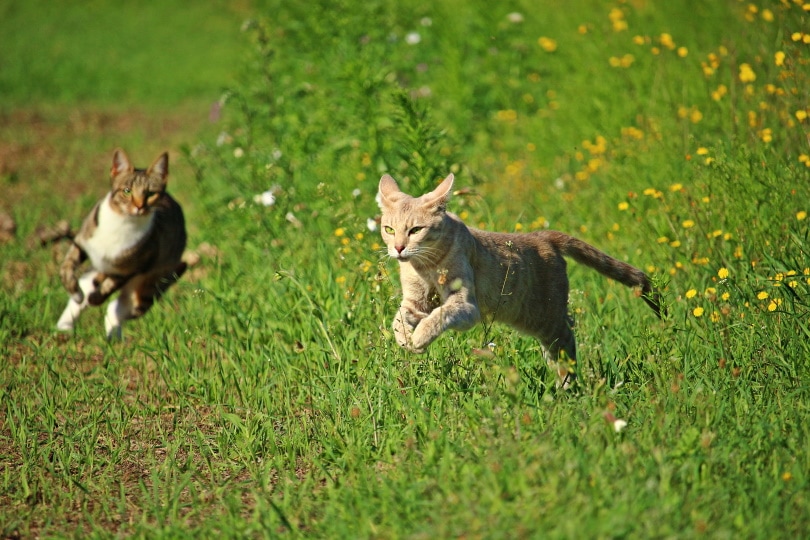 cats running on grass