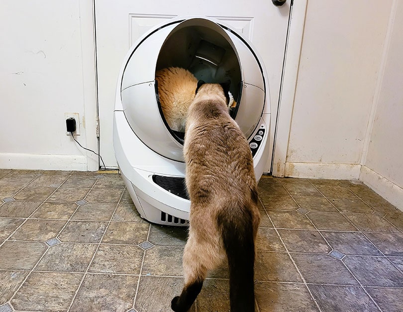 cats trying out the litter-robot 3 connect